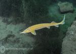 Juvenile sturgeon - yellow