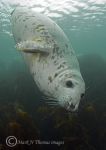 grey seal pup