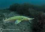 Juvenile sturgeon - yellow