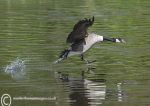 Canada goose take-off 1