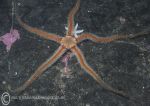 Black brittlestar