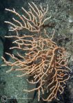Pink sea fan