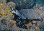 green turtle