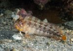Tompot blenny
