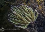 Snakelocks anemone