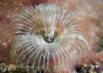 Fan worm