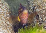 Corkwing wrasse