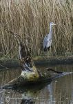 Grey heron