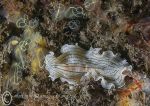 Candy-stripe Flatworm & Light Bulb Ascidians