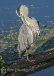 Grey Heron