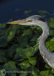 Grey heron - portrait