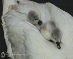 Cygnets 2015