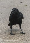 carrion crow