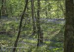 Bluebell wood - Marbury