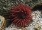 Beadlet anemone