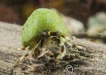 Hermit crab - green