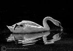 Mute Swan