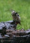 Greater Spotted Woodpecker
