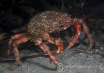 Spiny spider crab