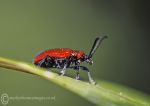 Lily beetle