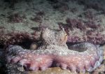 Common Octopus