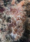 Double fan worm