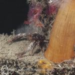 Olive squat lobster