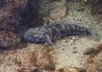 Black goby