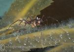 Sea spider & eggs