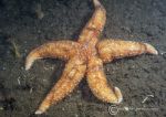 Common starfish