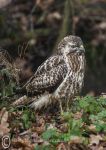 Juvenile buzzard