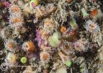 Jewel anemones - multi-colour