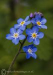 Forget-me-nots