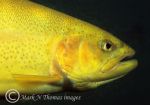 Golden trout