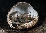 Goby in urchin shell