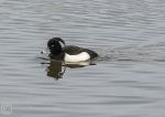 Tufted duck - male