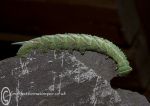 Hawkmoth caterpillar