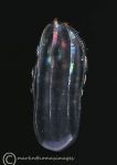 Comb jelly