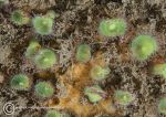 Jewel anemones - green