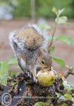 Apple Thief