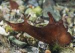 Sea Hare