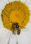 Hover fly on daisy 1