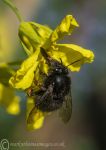 Bee & kale flower 2