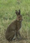 Irish hare