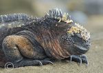 marine iguana