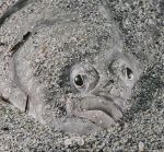 Flatfish face