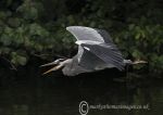 Heron in Flight 2