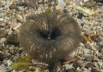 Fan worm