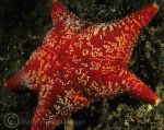 Cushion star