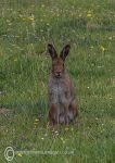 Irish hare